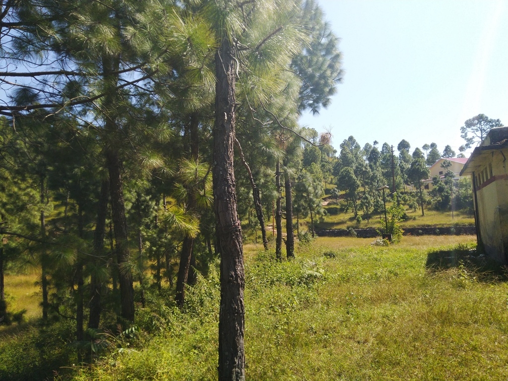 Nature View (1)