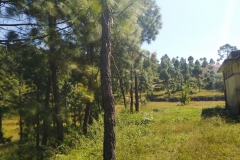 Nature View (1)